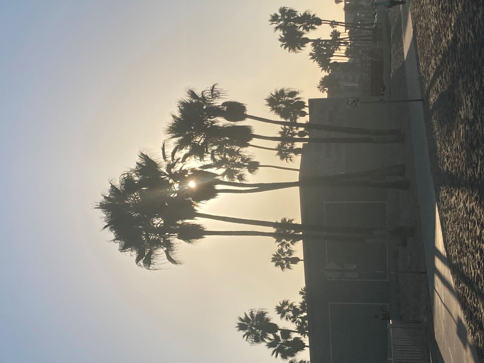 Palm trees on the beach