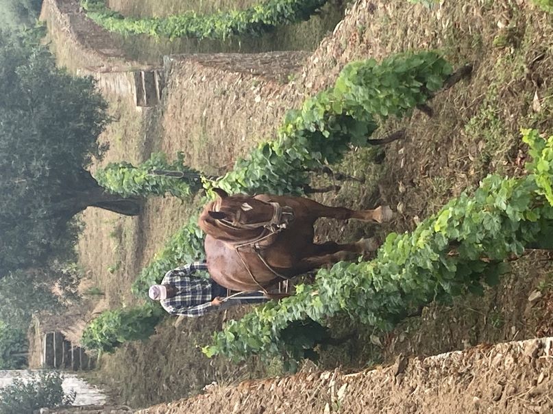 Ploughing the terraces