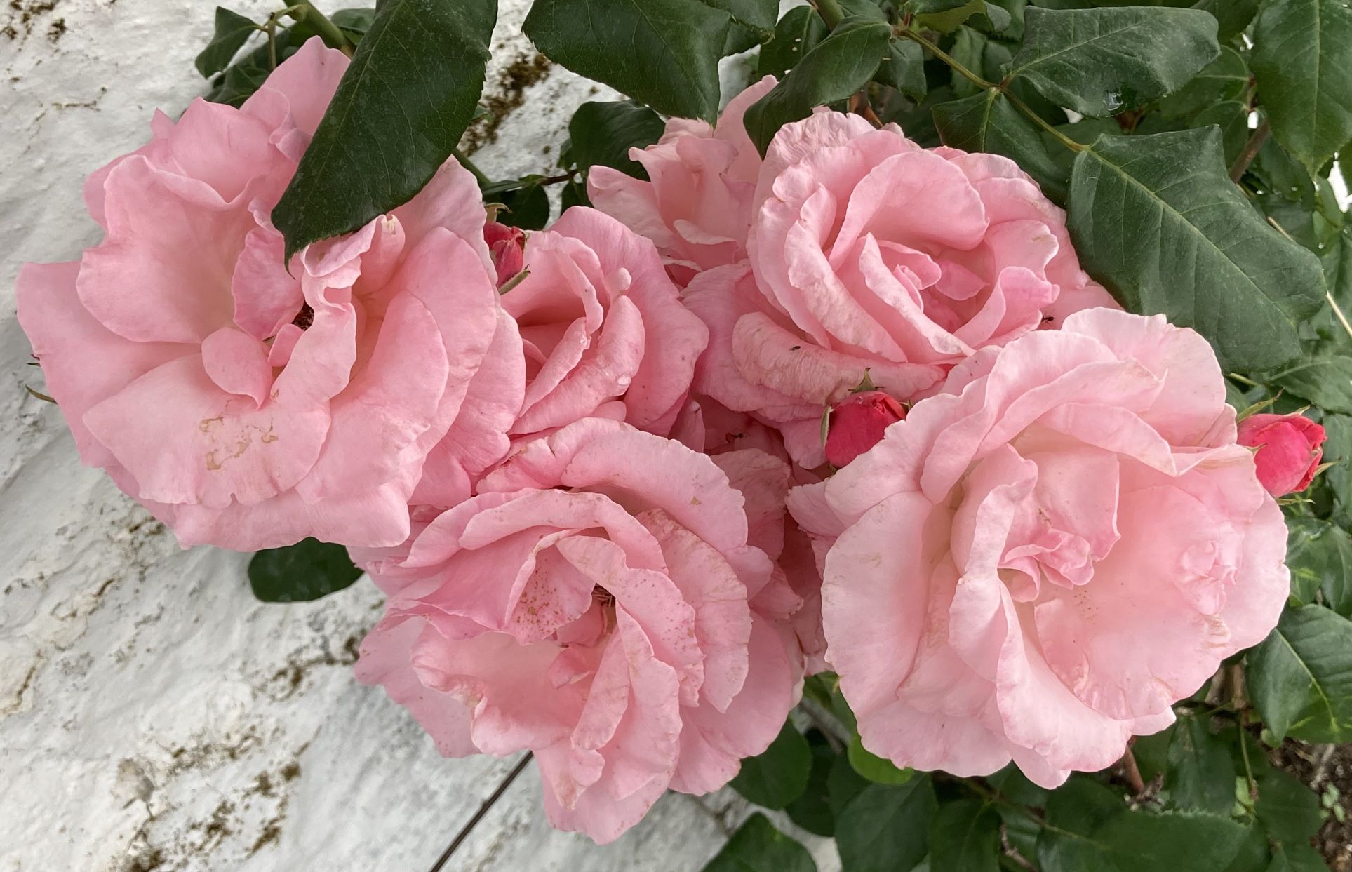 Roses attract other kinds of birds and insects