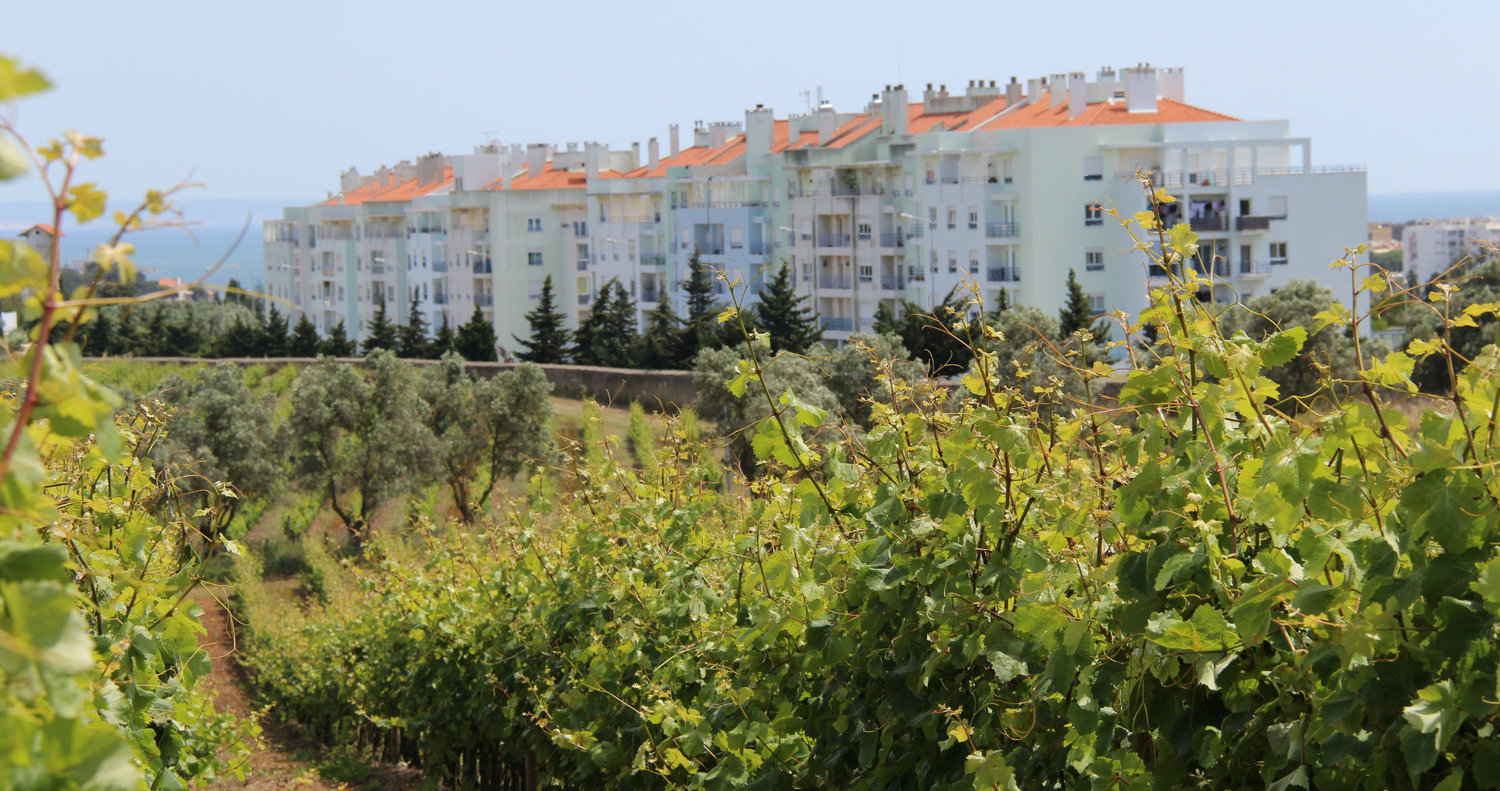 Villa Oeiras vines