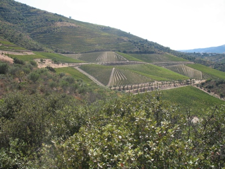 Young vines at Vargellas.jpg