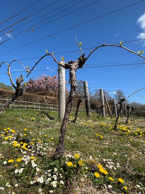 Bud burst was a few days ago