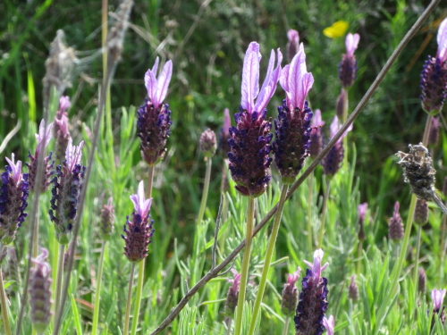Lavender.JPG