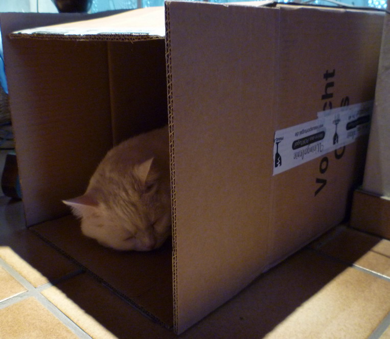 Our cat in a wine delivery box 1.jpg