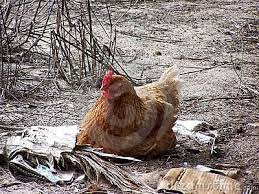 chicken.jpg